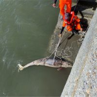 弗氏海豚首在台灣西部現蹤　受困彰化沿海死亡