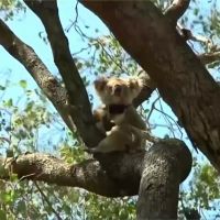 澳洲野火毀無尾熊大片家園！2050年恐絕跡