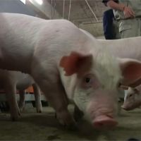 疫情連環燒！中國研究指出 新型G4豬流感為H1N1病毒變種
