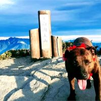 怎麼上去的？比特犬在3千米高南湖大山待半年
