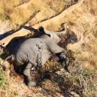 波札納360隻大象暴斃 死因離奇恐致公衛危機