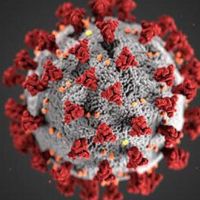 新冠病毒2013年就出現？英媒：藏在武漢實驗室