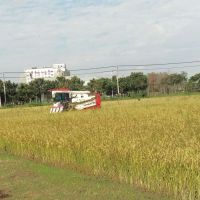 彰化水稻疑遭竊　警釐清誤會並無偷割集團