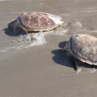 海灘封閉少了人類干擾...泰國蘇梅島海龜產卵數大爆發