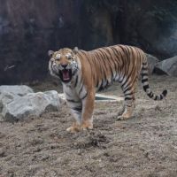 兩隻老虎過生日　竹市動物園「肉塊冰蛋糕」開慶生趴
