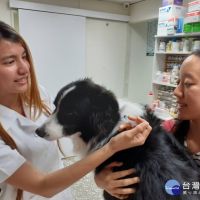 新北狂犬病防疫評鑑　連5年獲評選第1名