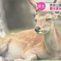 肺炎疫情遊客銳減 日本奈良鹿出現「野生化」