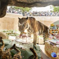新竹動物園「兩隻老虎」開慶生趴　開心大啖冰肉蛋糕