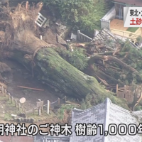 日本暴雨將持續至14號 岐阜千年神木不支倒塌