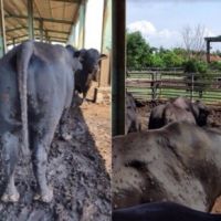 快新聞／牛結節疹非人畜共通傳染 農委會：安心享用國產牛肉