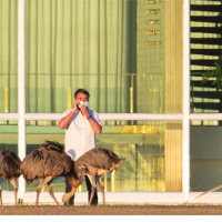 巴西總統確診隔離治療 戶外放風餵美洲鴕鳥