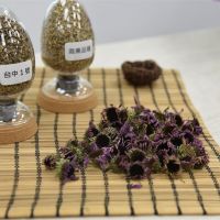 國內育成第一個紫錐菊新品種 台中1號搶佔9成保健原料市場