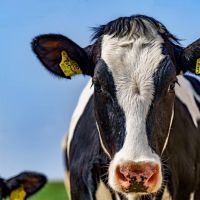 動物的網路比你快！智慧監控英國乳牛搶先體驗5G