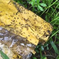 疣胸琉璃蟻擴大危害　彰化除蟻專家教民眾防蟻害