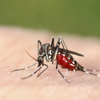 蚊子是最可怕的「殺人機器」　人類如何面對傳染病橫行的未來？