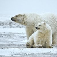 北極熊將在2100年滅絕！科學家說明「唯一解決方案」