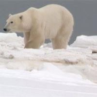 全球暖化加劇！北極熊恐在80年內滅絕