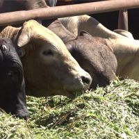 金門牛隻有救了！歐盟捐贈1萬劑牛結節診疫苗抵達