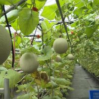 溫室吊掛栽種如燈籠隧道 青農嬌養洋香瓜