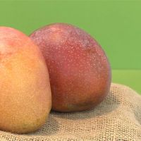 「芒果的100種可能」發表會 農委會展示芒果新科技