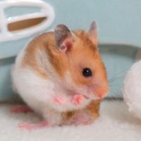 國產抗新冠藥物現契機 倉鼠實驗大幅減少感染病毒量