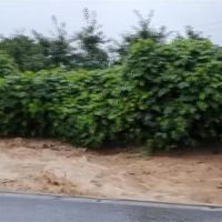 累積雨量破300毫米 南韓傳災情釀6死7失蹤