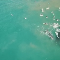 巴西鯨魚群聚嬉戲 澳洲母鯨護兒傷浮潛客