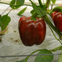 有機彩色甜椒生產突破 農民夏季大豐收