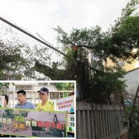台中西屯區永安國小砍樹遭非議
