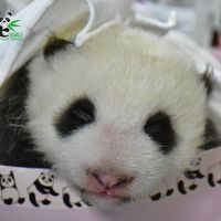 台北市立動物園傳喜訊 大貓熊「圓仔妹」平安出生