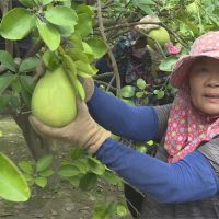 6號颱風海陸警齊發 柚農急採收.固定枝幹