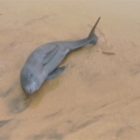 金門風浪大「瀕絕海豚」擱淺 海巡忙翻送不回大海先安置