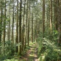 解決人工林木材產量問題 林試所落實經營