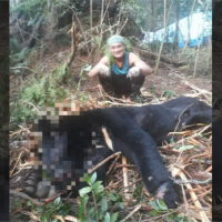 髮指！工寮旁驚見台灣黑熊屍體 山老鼠盜採林木還獵殺黑熊生吞活剝