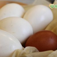鵝蛋吃多真的助孕？　營養師：雞蛋CP值較高