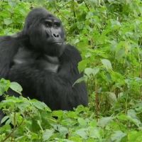 捕獵野生動物充飢！ 誤殺烏干達明星大猩猩被判11年
