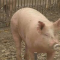 科學驗證＋國際標準　美豬進口 豬農呼籲做好規範