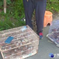60隻紅鳩擠籠中　非法擺攤賣鳥隻遭罰1.5萬