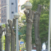 內科路樹遭「行刑式斷頭」公園處揭修剪SOP