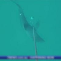 澳洲黃金海岸鯊魚襲擊 衝浪客左腿遭咬斷身亡