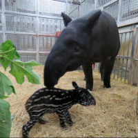 台北、布拉格聯姻傳喜訊 動物園喜迎馬來貘寶寶