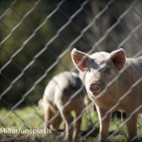 【瘦肉精美豬3-3】歐盟重視食安與動物福利  堅拒美瘦肉精豬進口