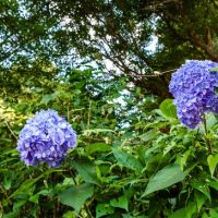 【附影片】帶你走進關西最古老的紫陽花寺一起感受【京都・福知山市】的迷人風情