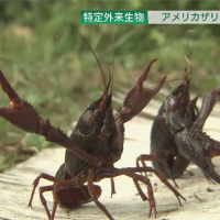 日本小龍蝦危及生態 11月起禁止販售