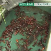 日本小龍蝦危及生態 11月起禁寵物店販售