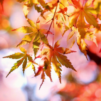 秋分瞑日對分！進入秋分時節 你應注意的5個小習慣