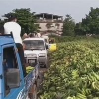 網傳棄置香蕉「滿坑滿谷」 屏縣府闢謠:要做綠肥用的