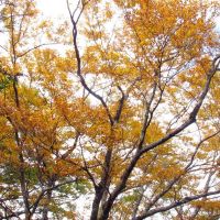 【趣吧】秋季金色小美好!宜蘭太平山山毛櫸步道x周邊玩法推薦