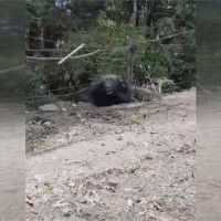 台灣黑熊受困捕山豬陷阱 企圖咬斷前肢脫困