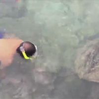 遊客騷擾海龜辯「幫牠推回去」 正義姐挺身制止